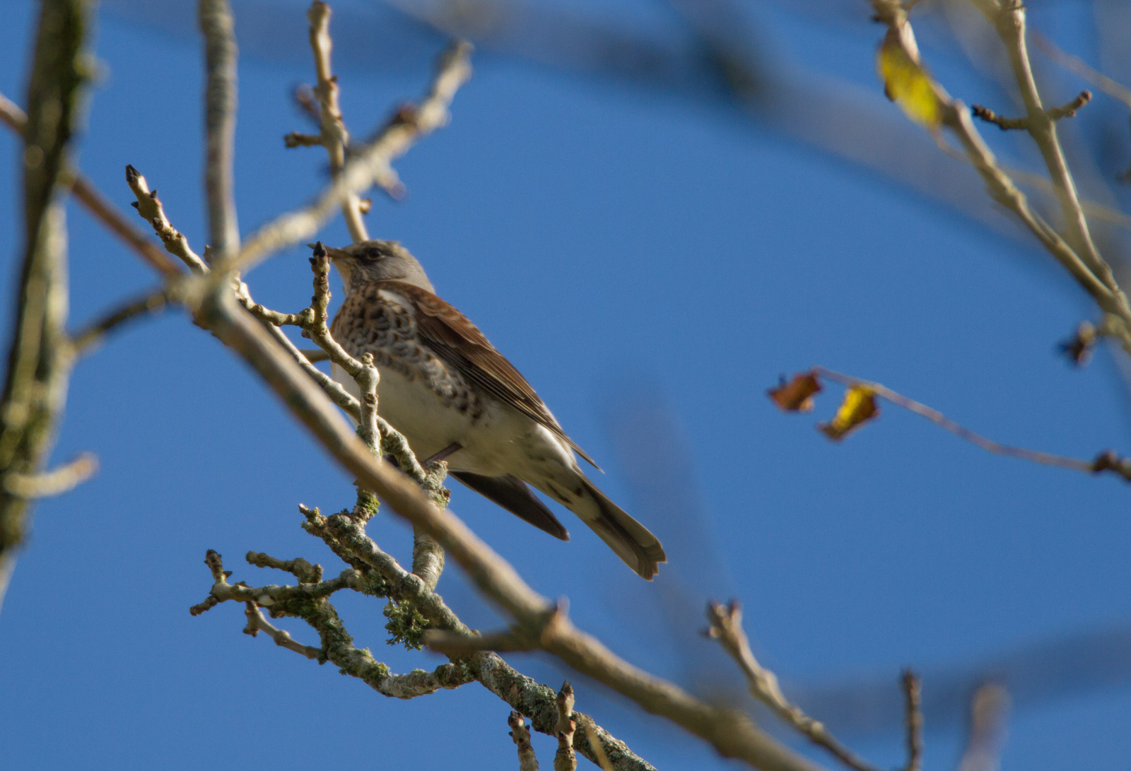 The Great British Bird Hunt New birds spotted!