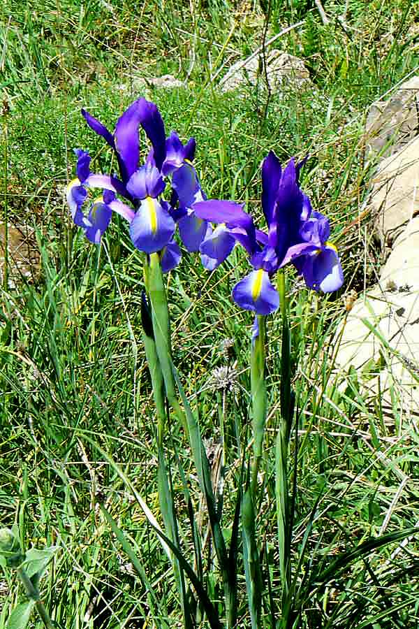 Wildflowers of Andalucia Iris xiphium