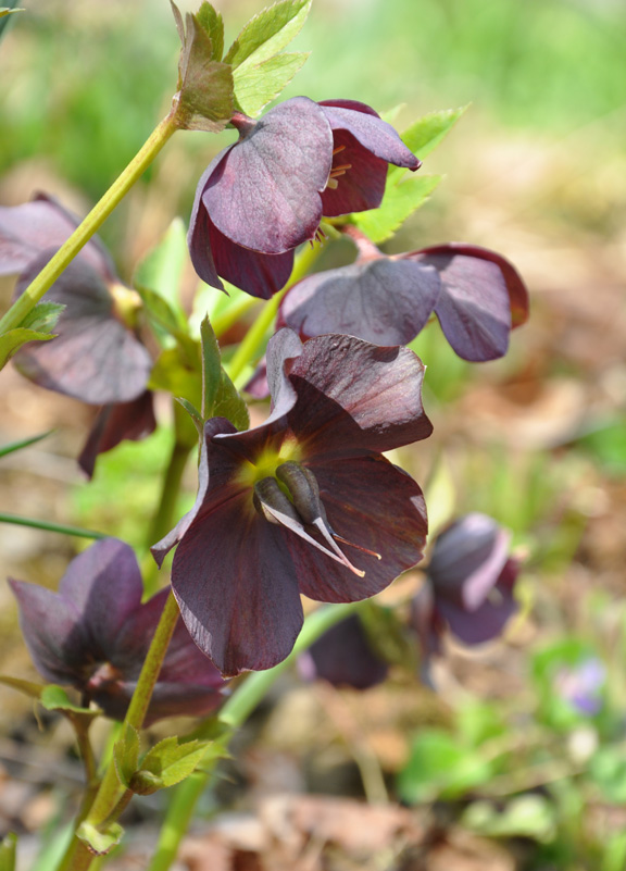 Three Dogs in a Garden Hellebore Basics