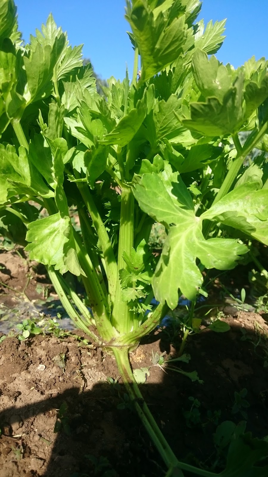 El Huerto de Jose Antonio Cultivo del Apio.