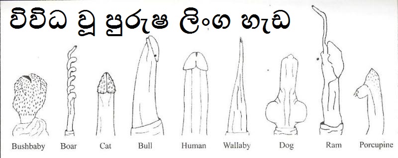 Types Of Penis Heads 38