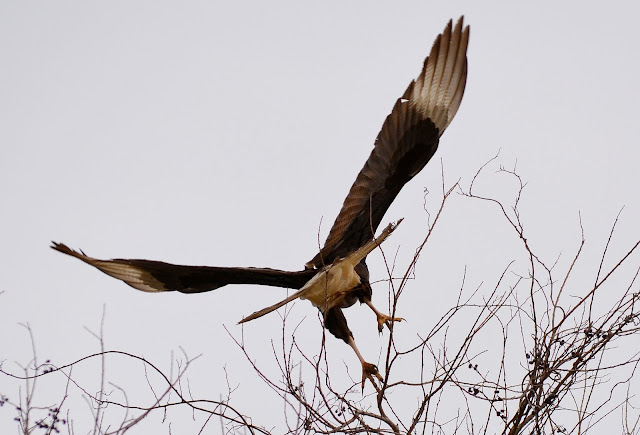 Crested Caracara- flying