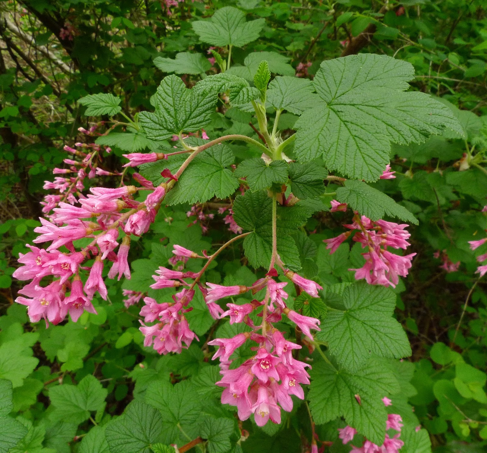 Wild Harvests: The News on Red Flowering Currant