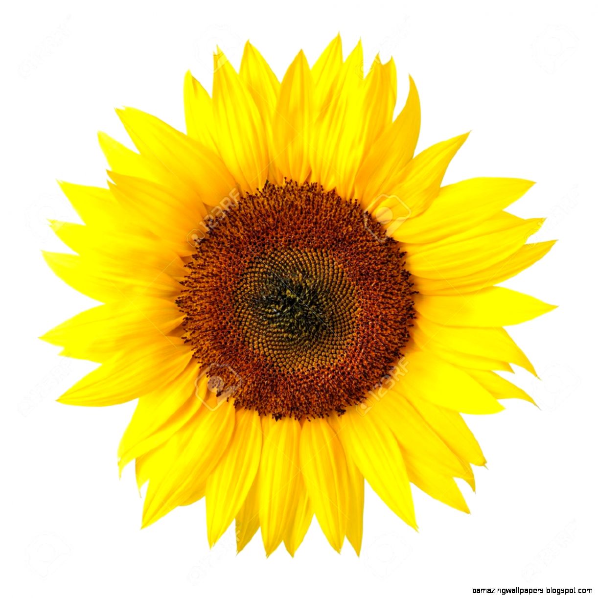 Sunflower White Background | Amazing Wallpapers
