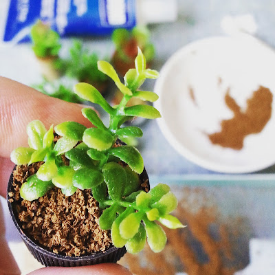 Hand holding a one-twelfth scale modern miniature succulent plant to the camera with several more in th ebackground on a workbench, with a tube of glue, a paintbrush in a puddle of glue and a bowl of 'potting mix'