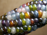 Photo of Glass Gem corn, courtesy of Mother Earth News