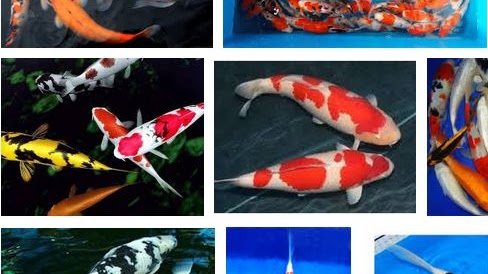 Gambar Koi Blitar Dari Juara Kontes Gambar Koi Blitar Dari Juara Kontes