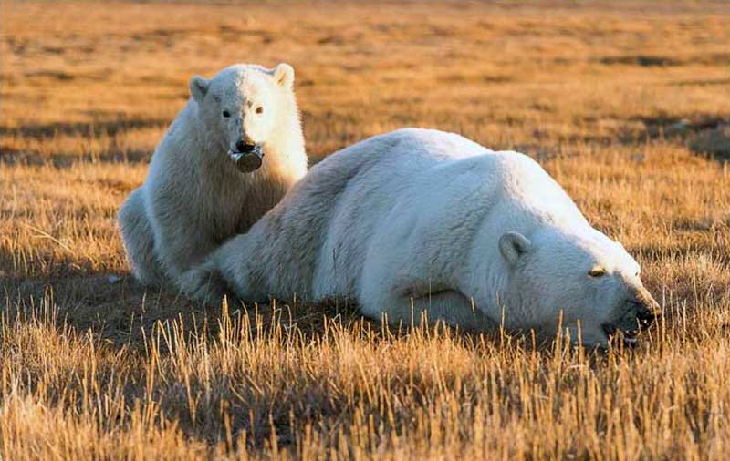 Nothing To Do With Arbroath: Polar bear cub with a tin can stuck in its