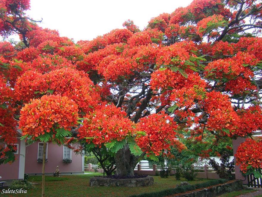 Round about the wonders of the world Beautiful exotic trees in the world