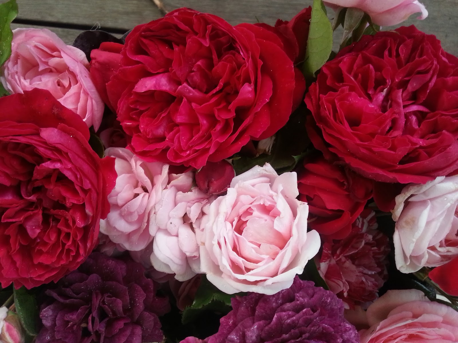 At My Rose Garden Edgeworth Lley Heirloom Roses 2018