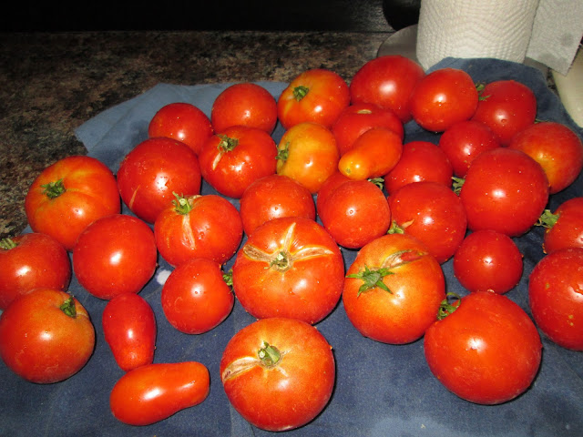 Happy Clean Living: 1st Harvest of Tomatoes 2015