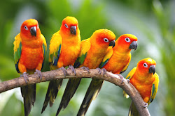 exotic birds flight brazil flying paradise animals bird brazilian parrot funny wild very colorful animal wallpapers tropical parrots pet five