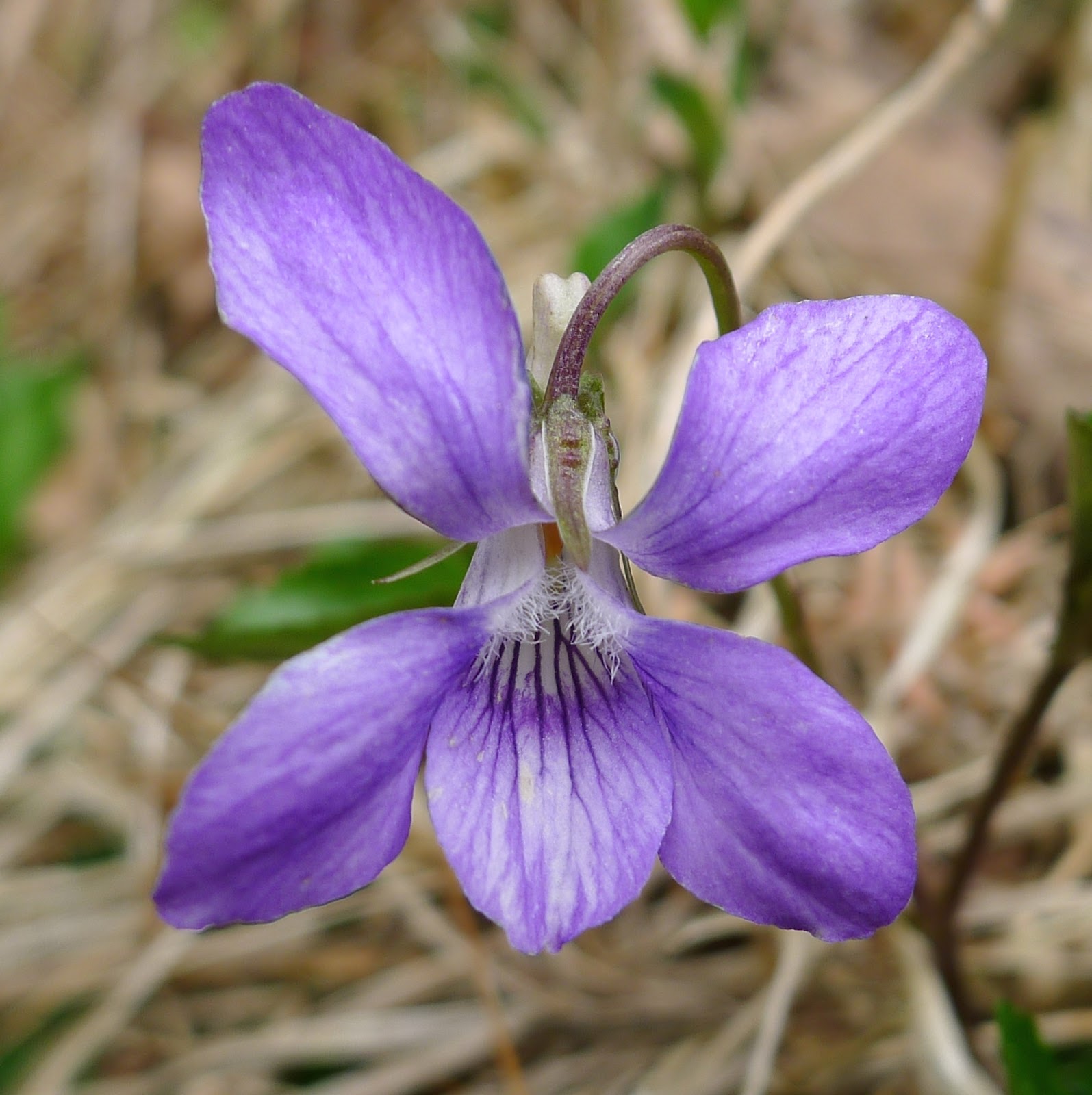 Violets and others Dog Violets, an ID Nightmare?