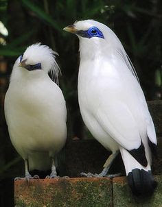 5700 Koleksi Gambar Burung Jalak Bali Dan Ciri Cirinya Terbaik