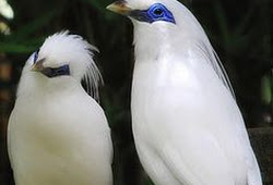 7 Ciri Ciri Perbedaan Burung Jalak Bali Jantan Dan Betina Paling