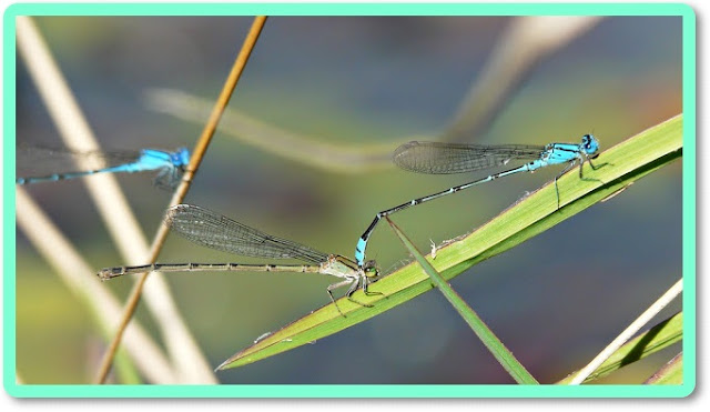 blue dragonflies