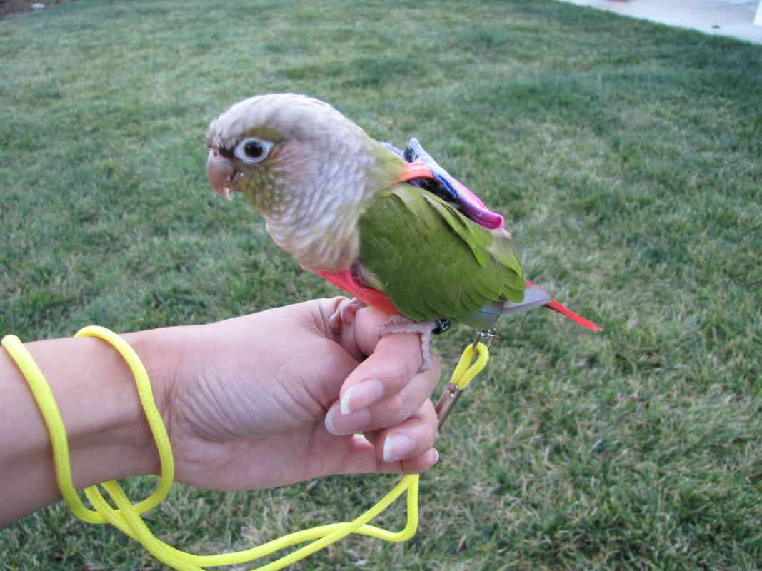 Bird In Everything Leashes For Birds
