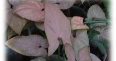 Сингониум - мифы и суеверия о растении, которое сочетает опасность и красоту Опасный и прекрасный сингониум: приметы и суеверия, связанные с ним