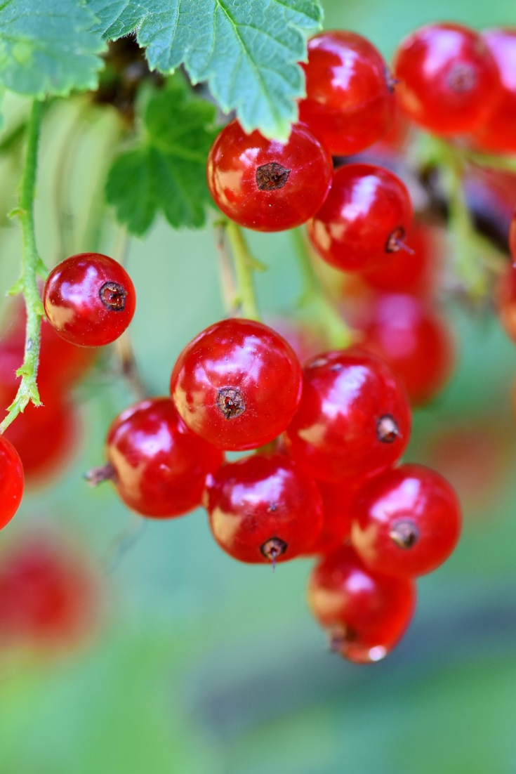 Red Currant Wallpapers for Android | pixstellen
