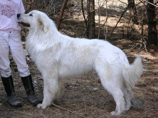 img Dog lost Southwest of Omemee Large white long haired dog resembling a Samoyed standing to right of a person dressed in white jeans and black rubber boots
