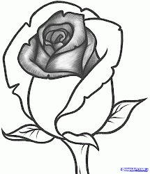 rose draw step bud drawing simple flower flowers