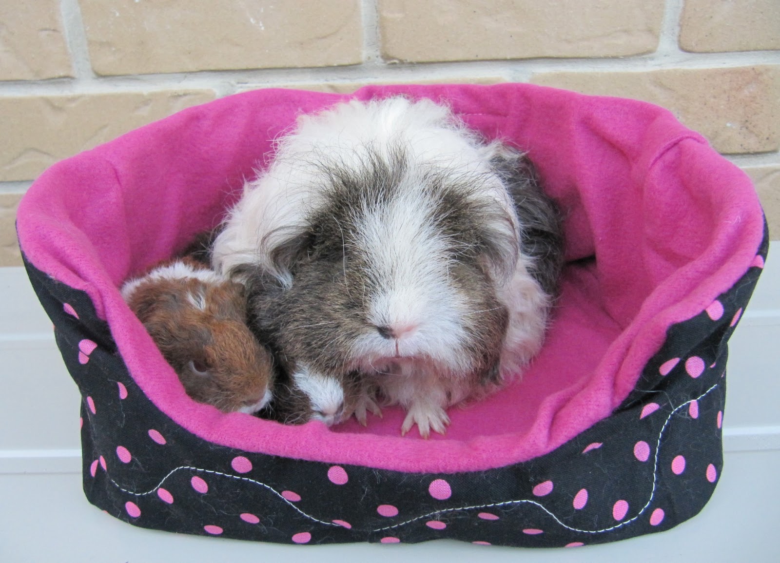 All Things Guinea Pig Cuddle Sacks