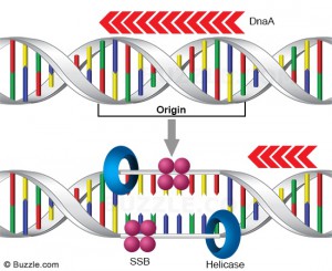 DNA (Pengertian, Struktur, Fungsi, Sifat, Replikasi)