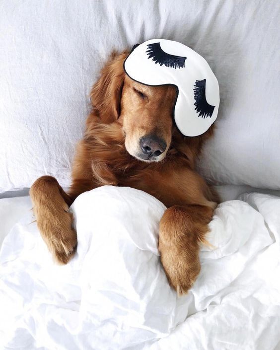 3 Ways To Get Your Dog To Sleep In On Weekends