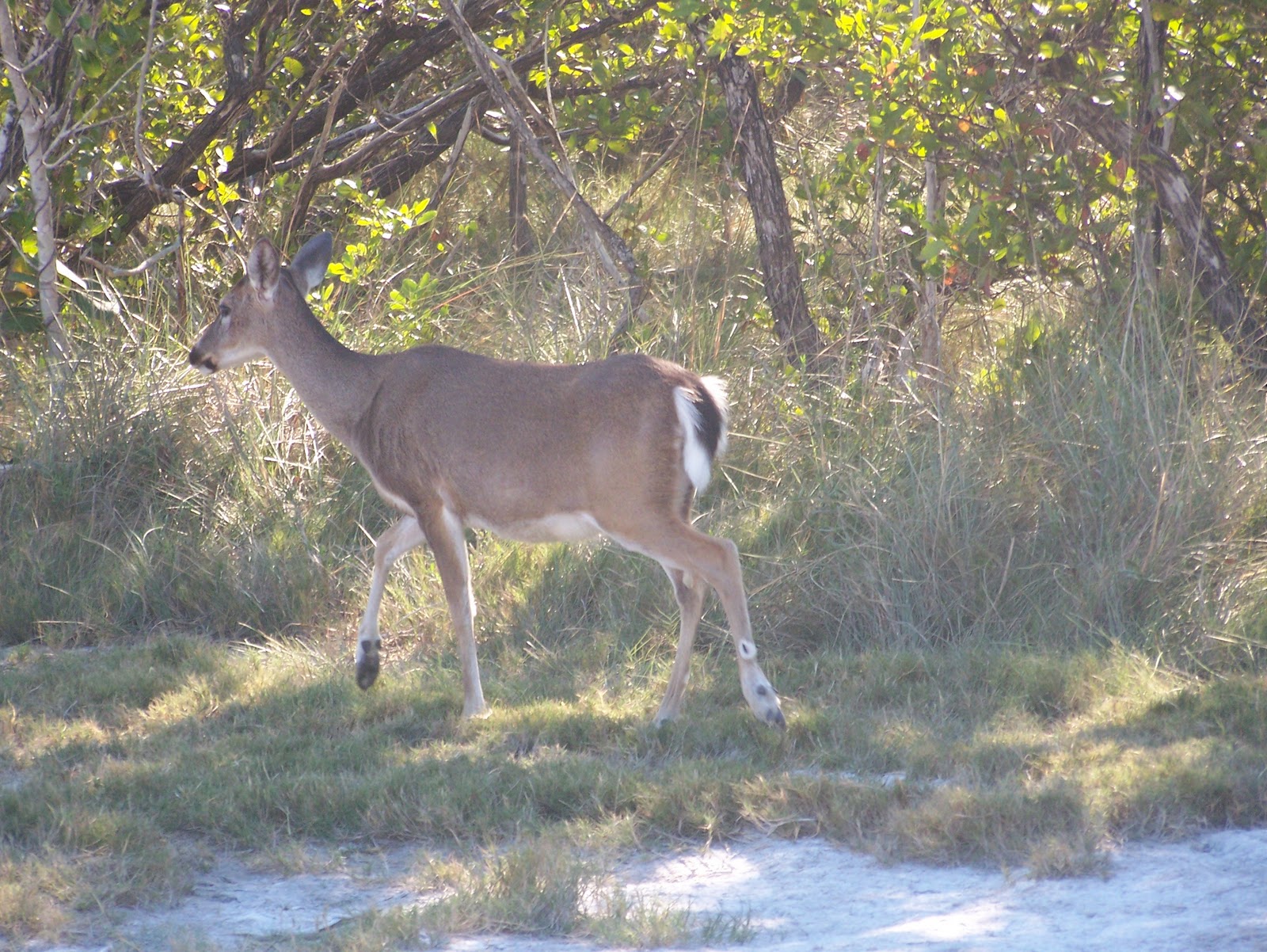 I love Florida Key Deer at the Blue Hole