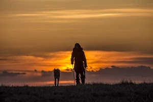 #811 Alpha: El lobo amigo del hombre