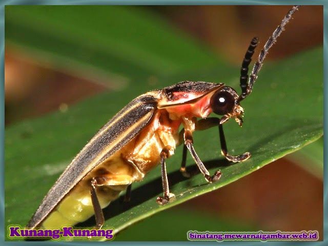gambar binatang kunang-kunang