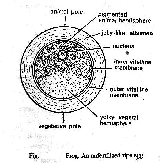 Zoology for higher secondary level Frog Female Reproductive System