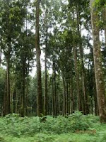 BOGOBAIDA PANIAI PAPUA: Daftar Nama Latin dan Nama Lokal Pohon di Indonesia