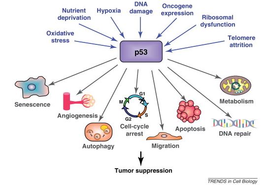 P53 protein domains image