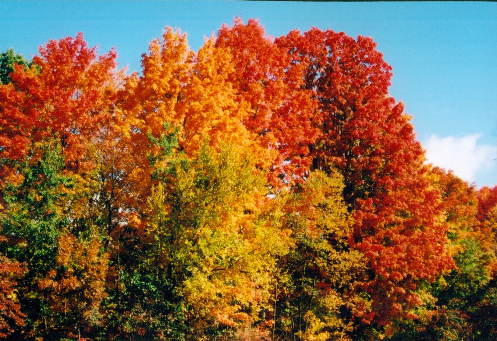 Identifying Fall Foliage