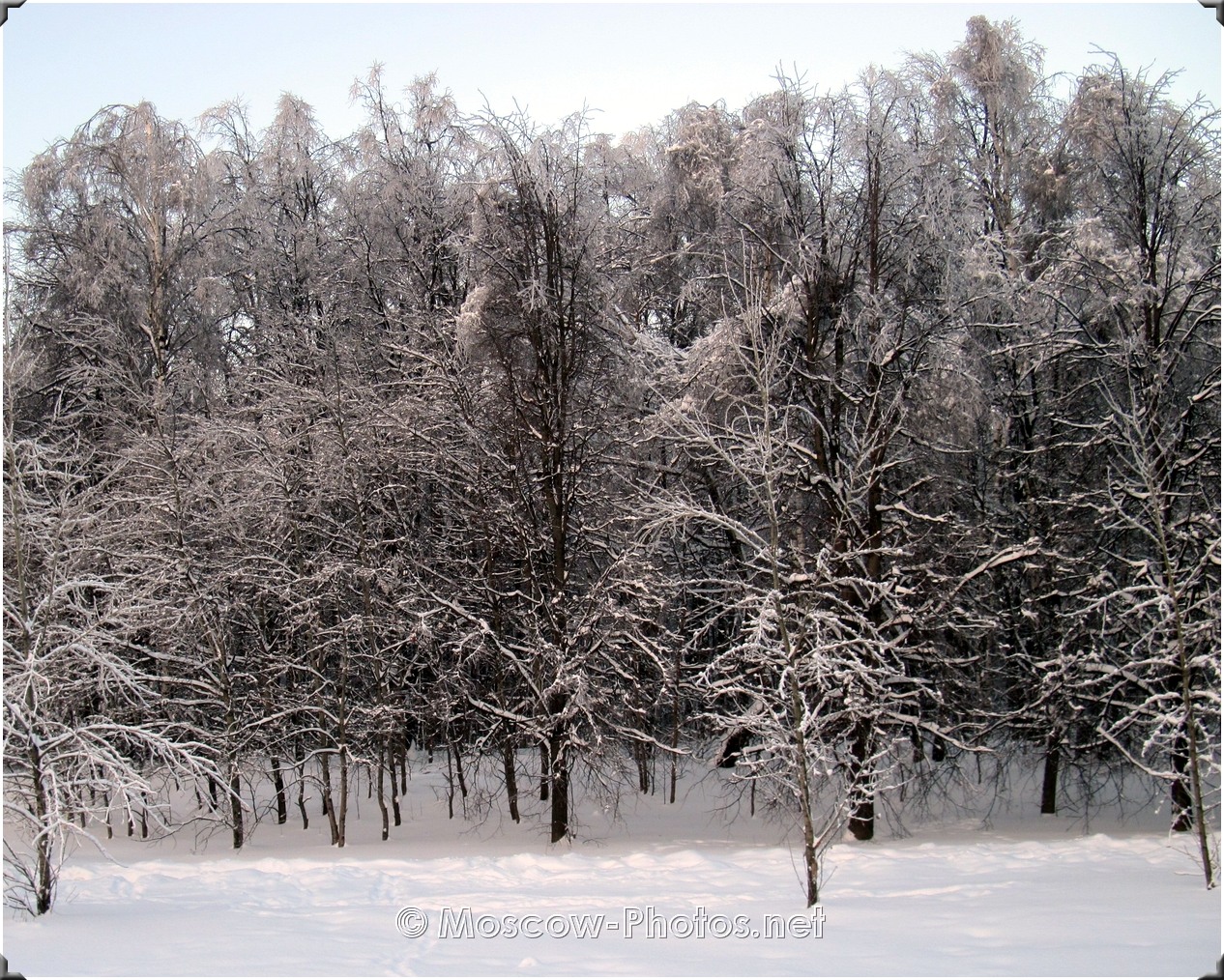 Russian Winter. Forest In Moscow.