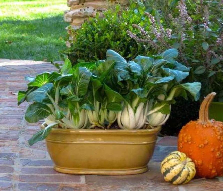 овощи на подоконнике