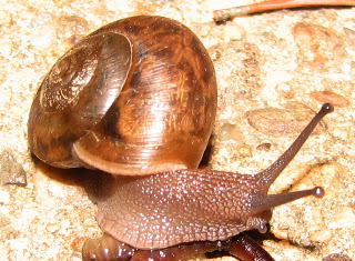 Garden Snail Eating Worm