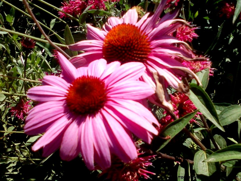 Pink Sunflowers at Miami  Flickr   Photo Sharing