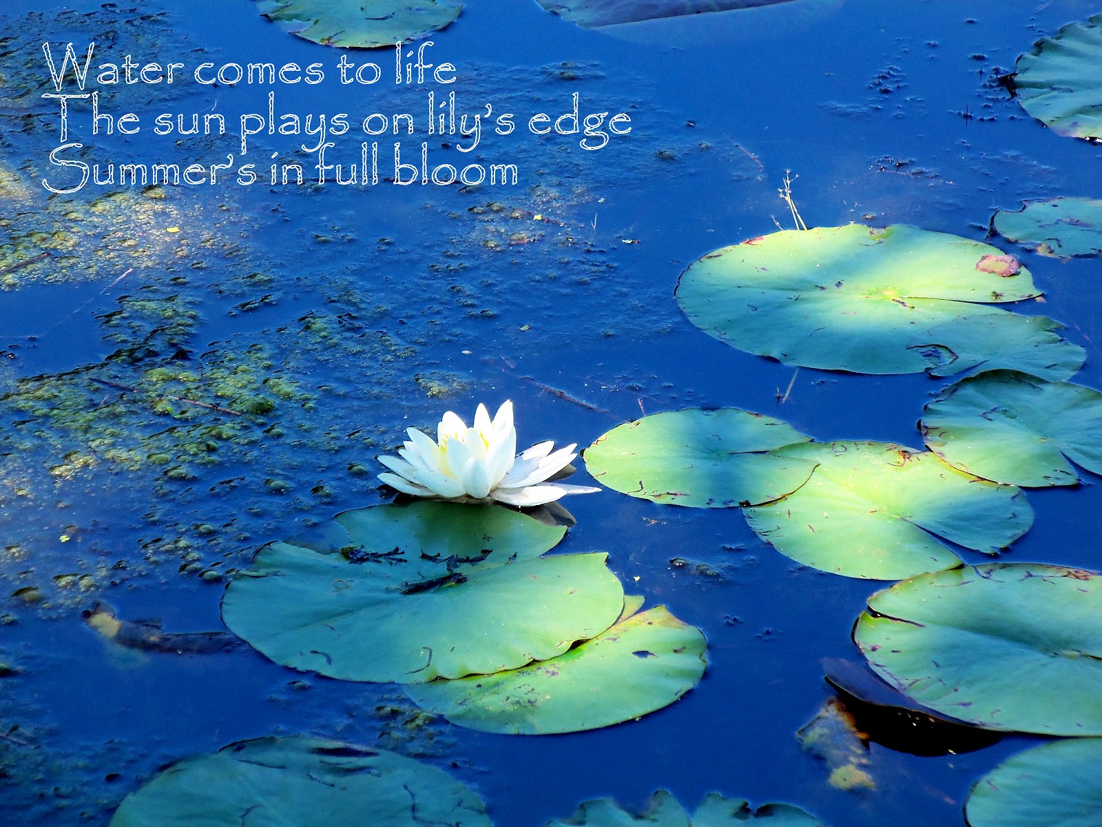Haiku Creations Water Lily