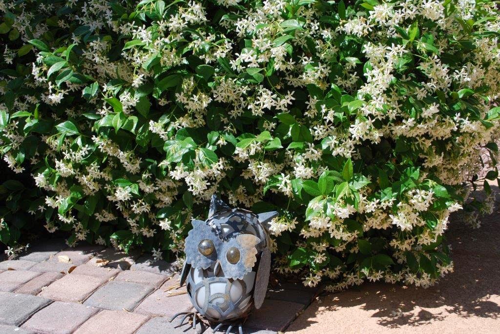 Arizona Backyard Jasmine