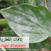 Common plant fungal diseases (Arabic)