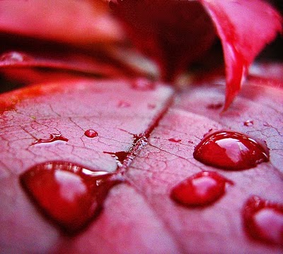 All About Misteri Blood Rain Hujan Darah di India Foto All About Misteri Blood Rain Hujan Darah di India Foto