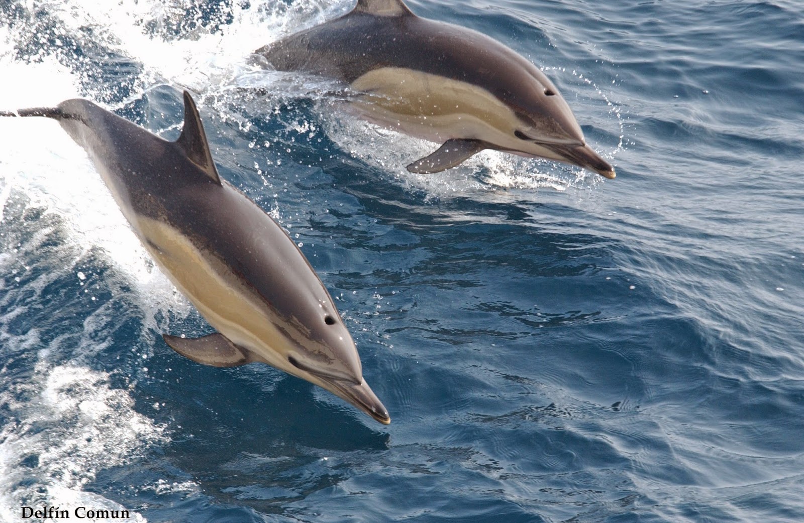 el-mundo-de-la-ecologia-los-delfines-las-diferentes-especies