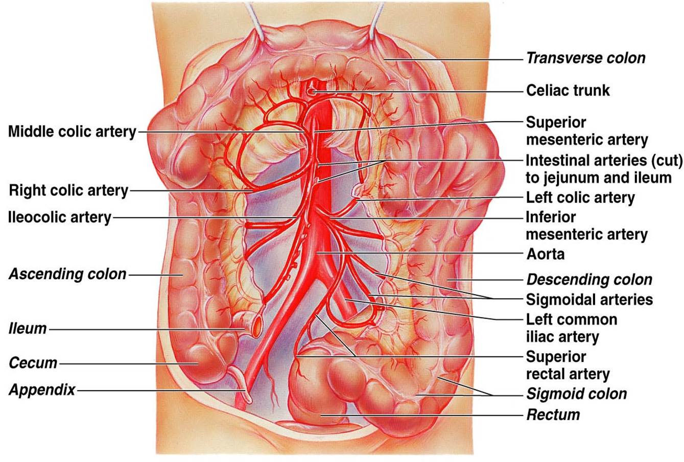 CLASS BLOG: BIO 202 Arteries and Veins KEY