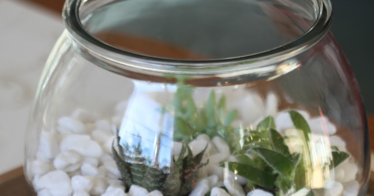 Mia Bella Passions DIY Coffee Table Succulent Bowl...