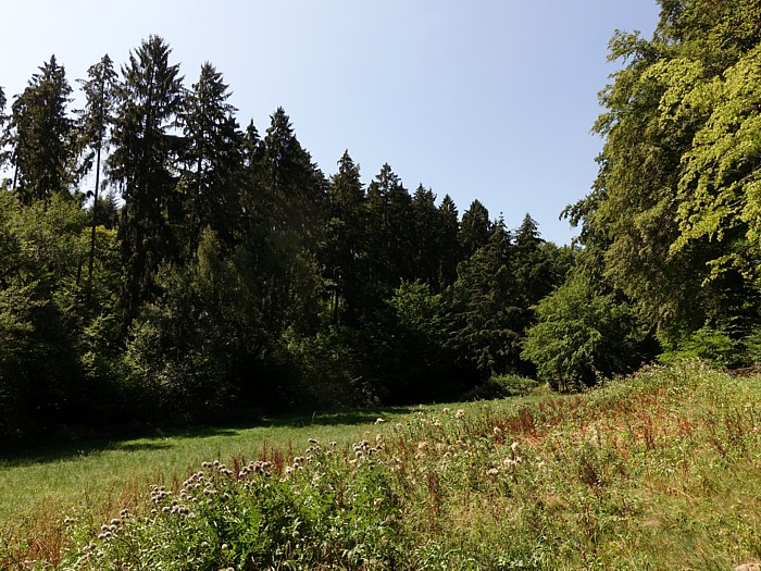 Motivtortenkurs Fur Einsteiger Igel Blatt Pilz Und Co