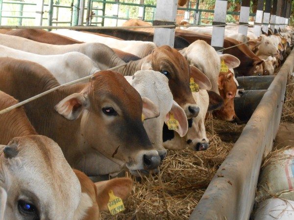 seputar qurban hukum, keutamaan, hikmah berqurban seputar qurban hukum, keutamaan, hikmah berqurban