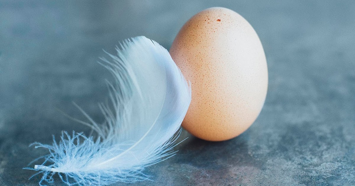 egg binding momok peternak burung