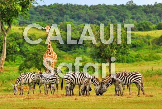 Calauit Game Preserve and Wildlife Sanctuary